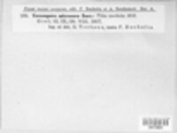 Paracercosporidium microsorum image
